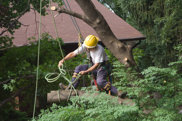 Best Tree Maintenance Programs  in Mineralwells, WV