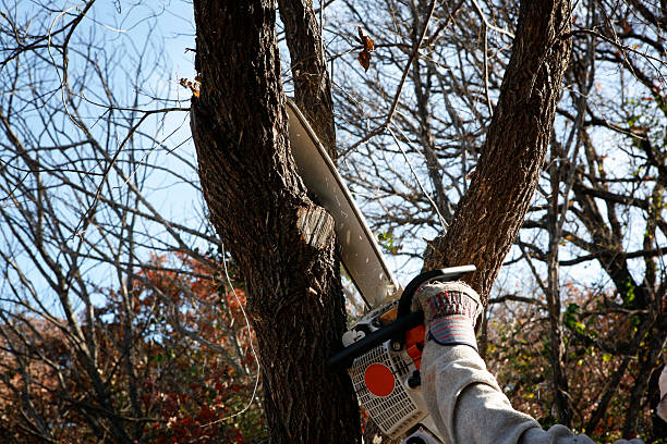  Mineralwells, WV Tree Services Pros